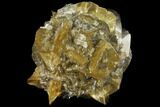 2.65" Twinned Selenite Crystals (Fluorescent) - Red River Floodway - #130290-1